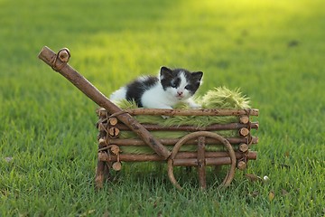 Image showing Baby Kitten Outdoors in Grass