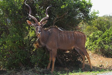 Image showing hiding male kudu