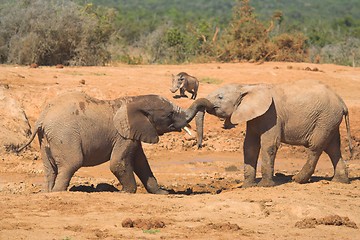 Image showing elephants playing