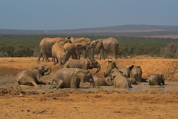 Image showing group swim