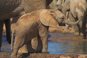 Image showing baby elephant