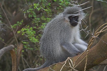 Image showing lonely monkey