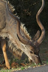 Image showing kudu with big horn