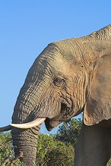 Image showing elephant side profile