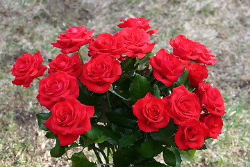 Image showing red roses