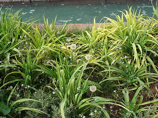 Image showing Fountain and herbs