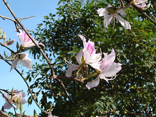 Image showing Light rose flowers