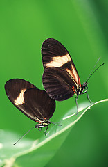 Image showing Butterflies in love