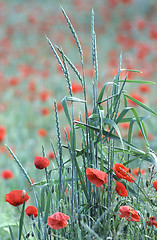 Image showing Poppies early in the morning