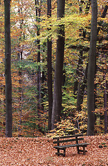 Image showing Bench in the fall