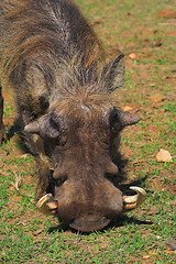 Image showing hungry warthog