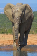 Image showing African Elephant