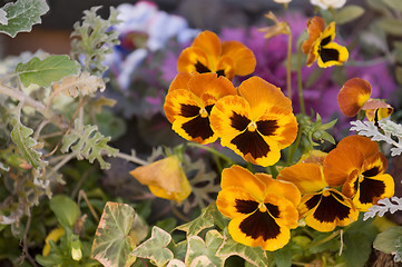 Image showing Spring flowers