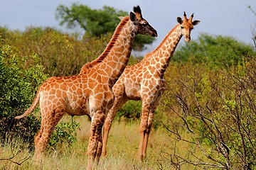 Image showing giraffe pair