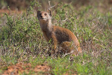 Image showing mongoose