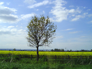 Image showing Tree in a field