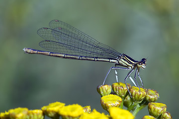 Image showing Dragonfly