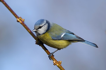 Image showing Blue tit