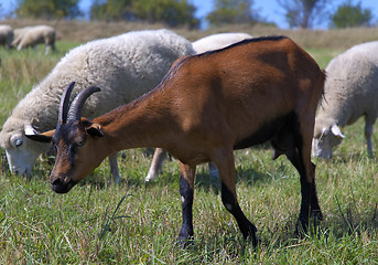 Image showing Goat