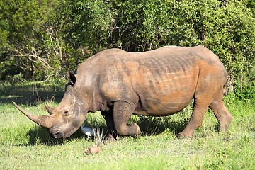 Image showing rhino on the greens