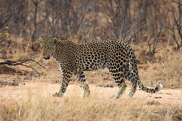 Image showing Lady Leopard