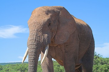 Image showing mighty elephant