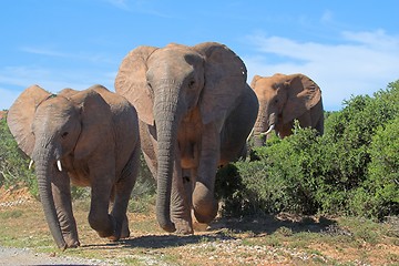 Image showing elephant trio