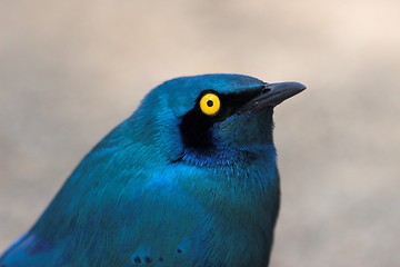 Image showing Glossy starling