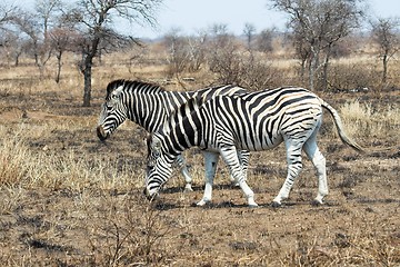 Image showing zebra meal time