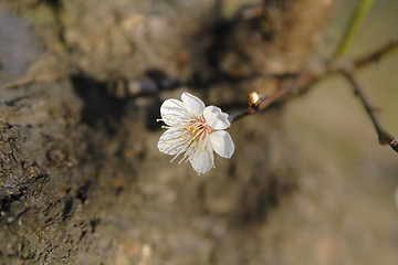 Image showing Plum flower