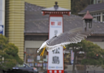 Image showing Seagull flight in an Asian town