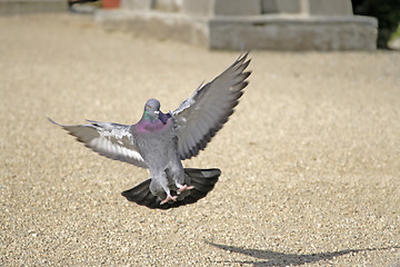 Image showing Landing pigeon