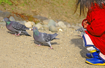 Image showing Feeding pigeons