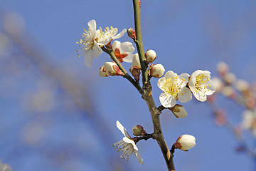 Image showing Plum flowers
