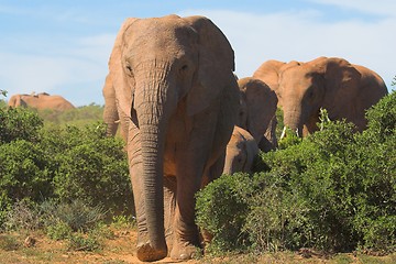 Image showing elephants