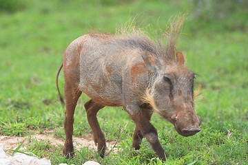 Image showing trotting warthog