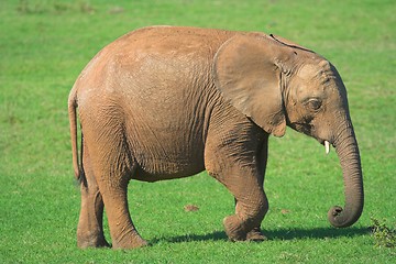 Image showing baby elephant