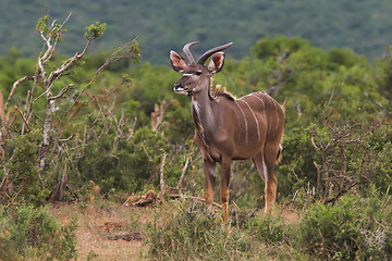 Image showing male kudu