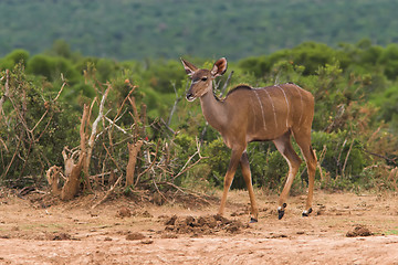 Image showing female kudu