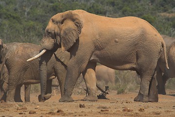 Image showing elephant