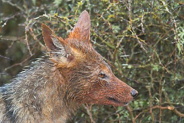 Image showing Bloody Jackal