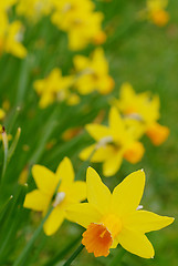 Image showing narcissus daffodil