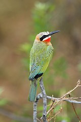 Image showing white fronted bee eater