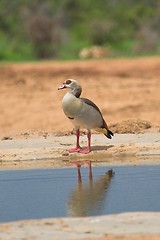 Image showing egyptian goose with reflection