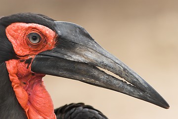 Image showing Hornbill side profile