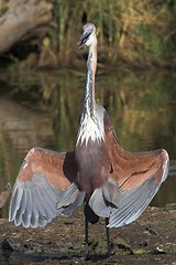 Image showing goliath heron