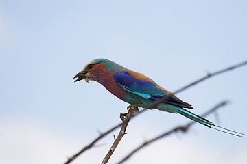 Image showing lilac breasted roller