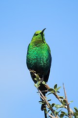 Image showing malachite sunbird