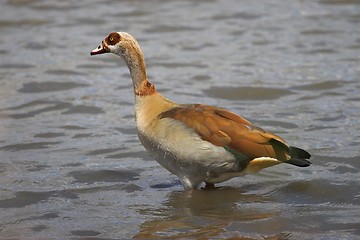 Image showing egyptian goose