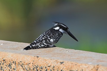 Image showing kingfisher